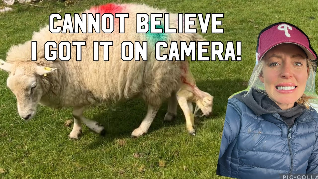 THRILLS + SPILLS at lambing time!