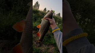 Голавль на 2 кг. Закрыл голавлиный сезон.