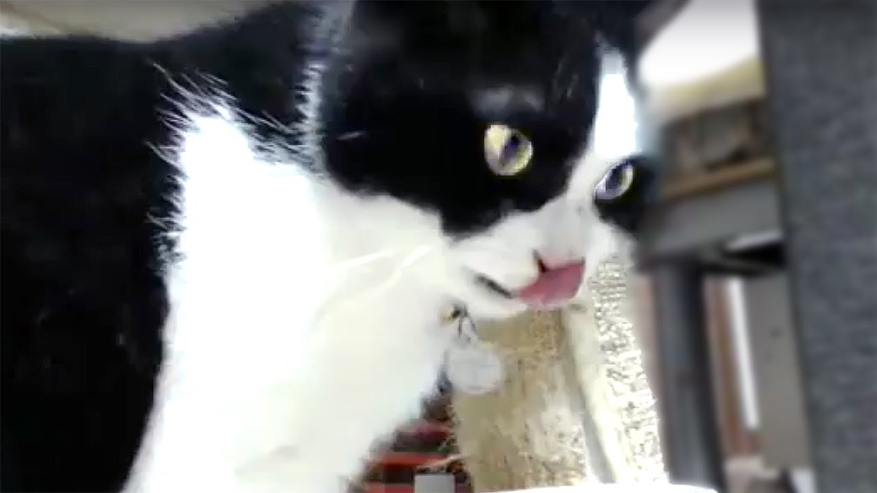 猫カフェ 横浜 2匹の猫通信 ハッチとマックの「ほっこりライブ」生放送！ 2018 07 10　- Cats Live in the bedroom.LIVE Stream.