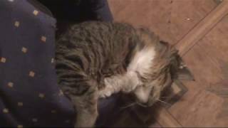 Home Video. Кошка Маша Home Video. Кошка Маша