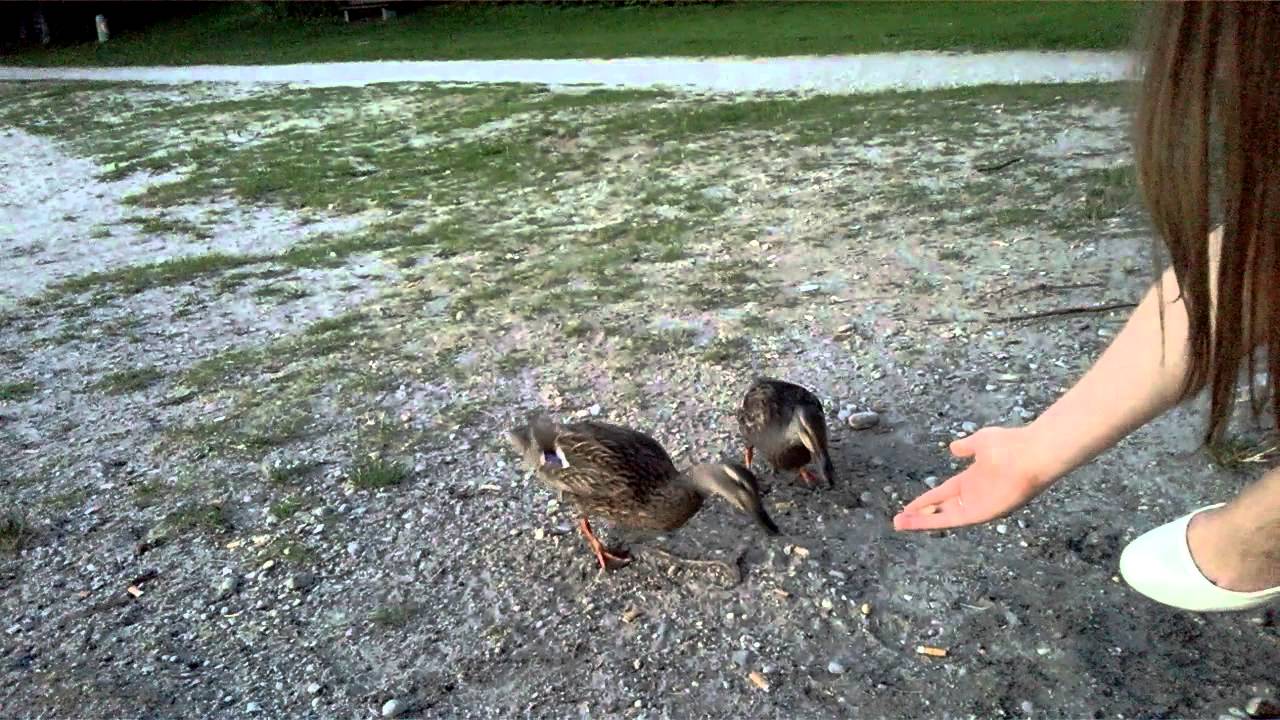 Echinger see. Ducks feeding