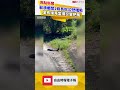 蘇澳鄉間路面2條長蛇公然嘿咻 里長撞見當場交管把風