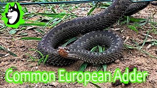 The European Viper Invasion! by The Husky Family 2,471 views 3 years ago 13 minutes, 25 seconds