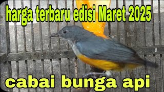 harga terbaru burung cabai bunga api edisi Maret 2025