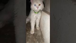Trending Most Beautiful cat #kitten #kitty #cat #cats #catslovers#meow