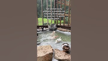 My happy place💗🦆 #DunkinDucks #Ducks #PetDucks #CallDucks #FarmAnimals #DuckPond #BackyardDucks