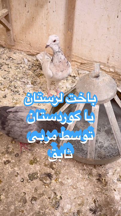 یادش بخیر سرور و سوسکی کاکلی!نت آنقدر ضعیفه هر کامنت ۵۰ثانیه زمان میبره جواب بدم #pigeon #شورت