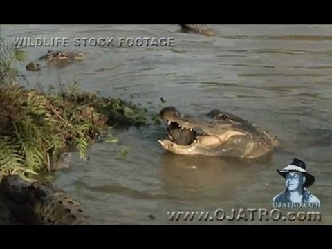 Alligator Attack Part 01/17 Alligator vs Python - YouTube
