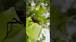 iPhone 16 Pro 4K Macro Zoom Test — Cinematic Close-Up #macro #shotoniphone #iphone16pro #macroshots
