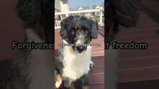 You have to hear this 🧏👀#dog #shorts #inspiration