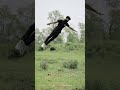 Cool side flip stunt status shorts