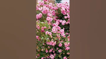 Какие розы называют парковыми? 🌹