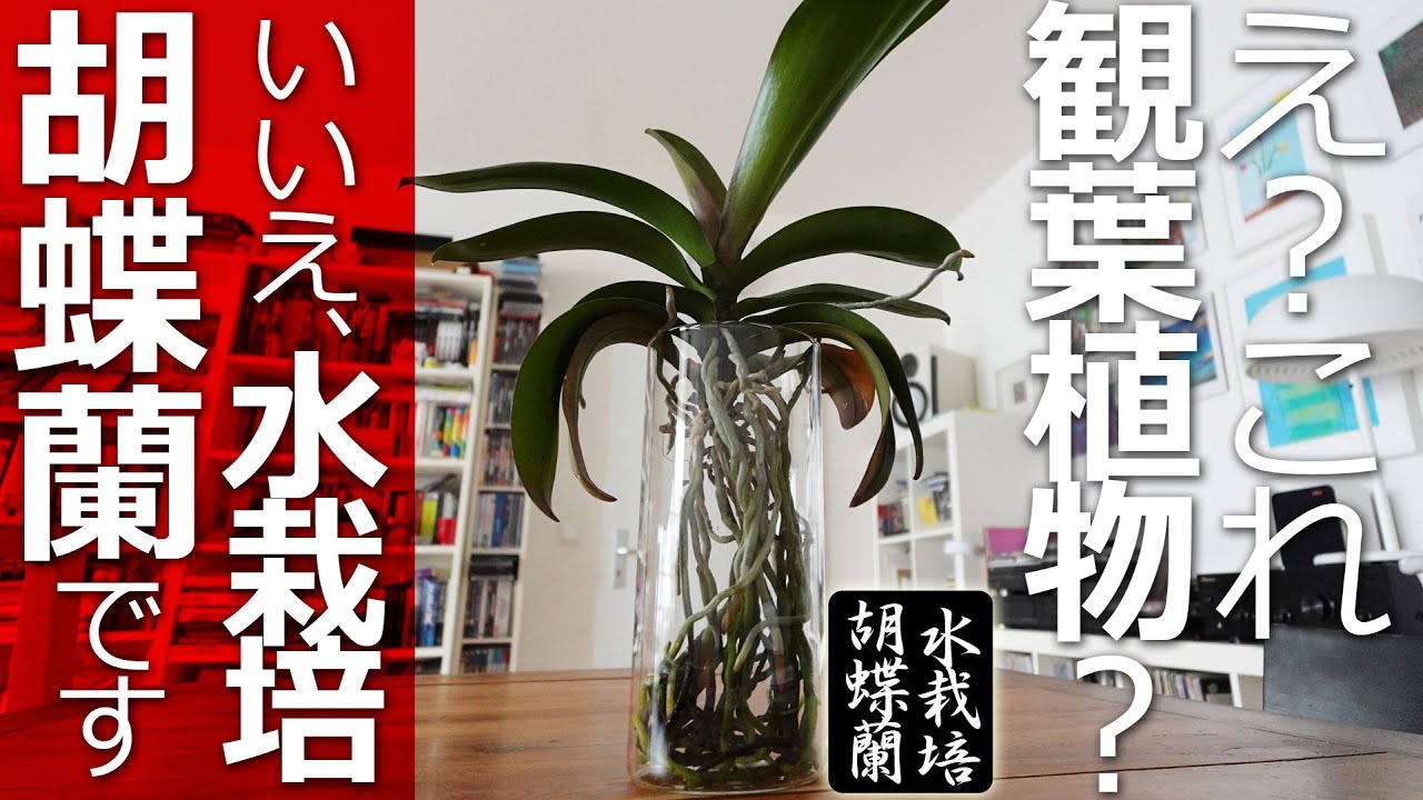 【胡蝶蘭】観葉植物級の葉力！根も魅せる水栽培