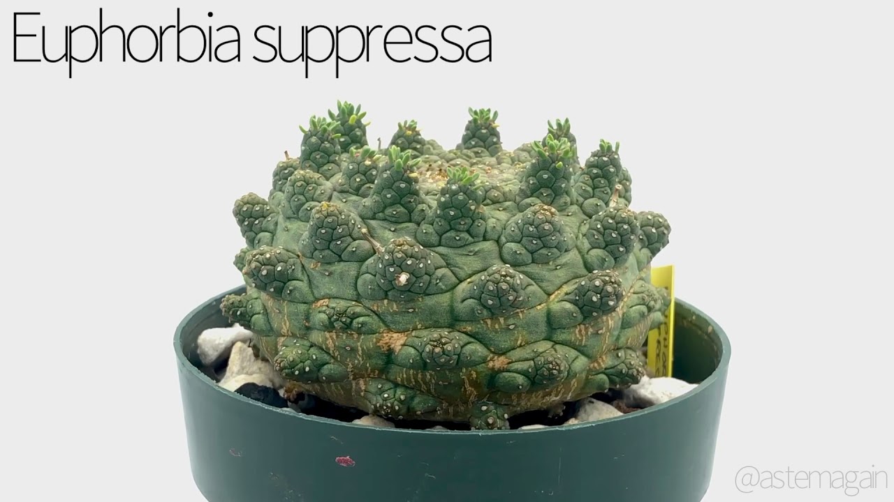 Rare Plant Spotlight: Euphorbia Suppressa - YouTube