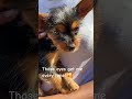 This little cutie may be little but has such a big personality! #luneytune #yorkie #petcontent