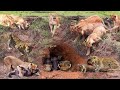 Lion combines with leopard down to warthogs cave to hunt  the harsh life of wild animals 2023