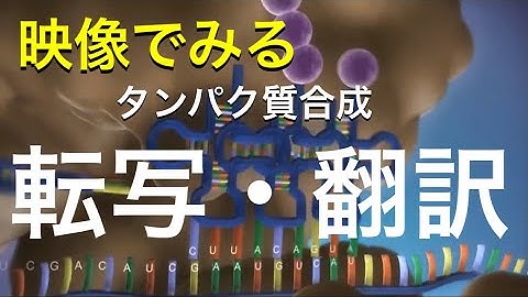 【生物】映像でわかりやすく学ぶタンパク質合成