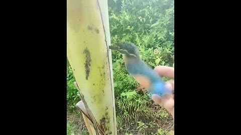 bird stuck in a banana tree