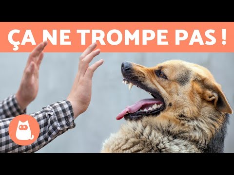 Vidéo: 7 signes que votre chien a besoin de plus de stimulation mentale