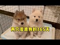 两只流浪狗被遗弃的365天，从脐带还未脱落到长大成年 365 days when two stray dogs were abandoned