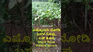ಬಸಳ ಸಪಪ Malabar Spinach