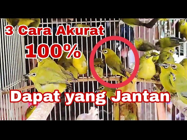 Cara memilih burung pleci dari ombyokan ,, di jamin dapat yang jantan class=