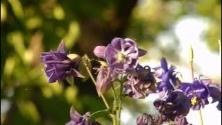 The Best Alarm Tone To Wake Up. Morning Best Alarm Ringtone. सुबह अलार्म की आवाज। सुबह अलार्म