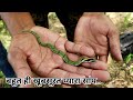 भारत देश का सबसे छोटा सांप और  खूबसूरत साप | Snake rescue and release in forest