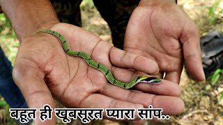 भारत देश का सबसे छोटा सांप और  खूबसूरत साप | Snake rescue and release in forest