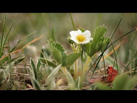 Video: Kaip Paprašyti Rankos Ir širdies