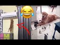 Funny animals 2022 | Adorable cats and dogs 2022 | Best Funny Animal Videos 2022 🤣😂