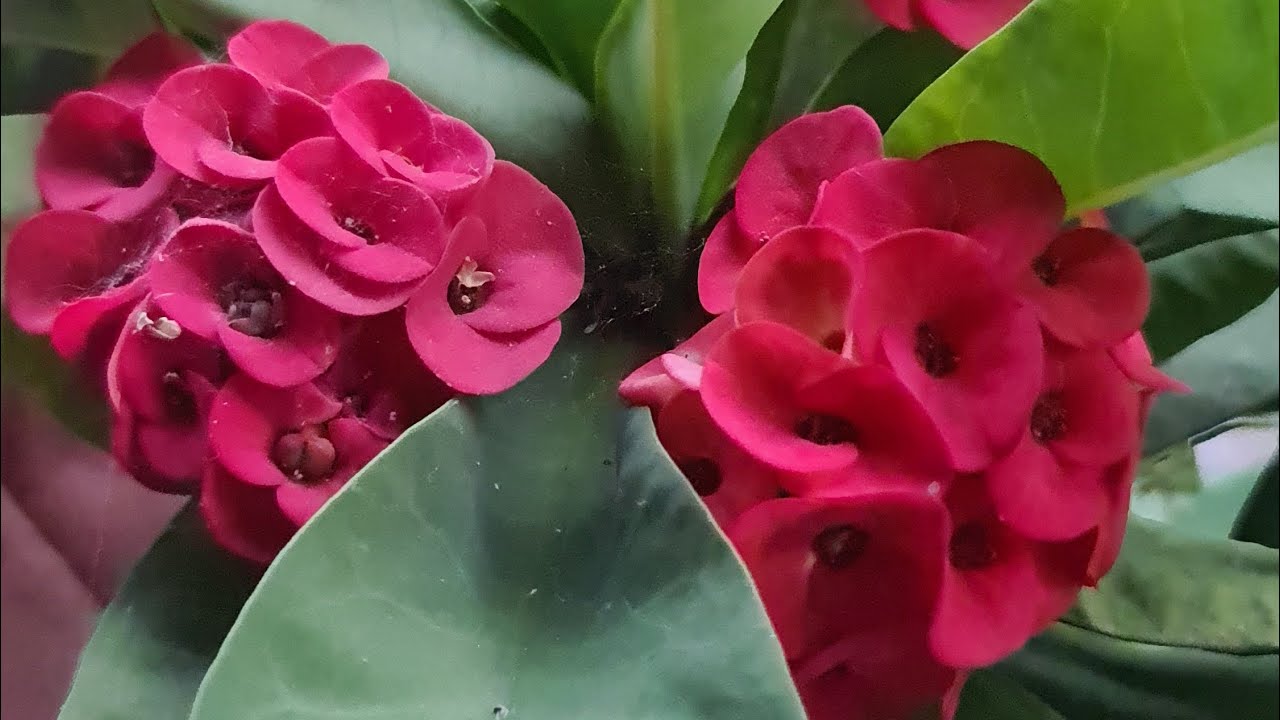 Bodur Ruelya, Milii, Sukulentler, Tohum Yapan Çiçekler ile Bir Bahçe Turu