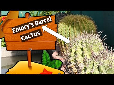 Video: Emory's Barrel Cactus Info. Emory's Barrel Cactus-ի մասին խորհուրդներ խնամելու մասին