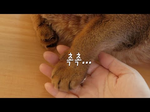 Capa de 마일로 때문에 영상 못 올릴뻔했어요... | 촉촉한 초코칩 재질
