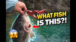 I Caught a MONSTER Fish in a Tiny Pond Ep. 1