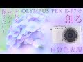 【お花をふんわり撮りたい！】OLYMPUS PEN E-P7で創る自分色表現