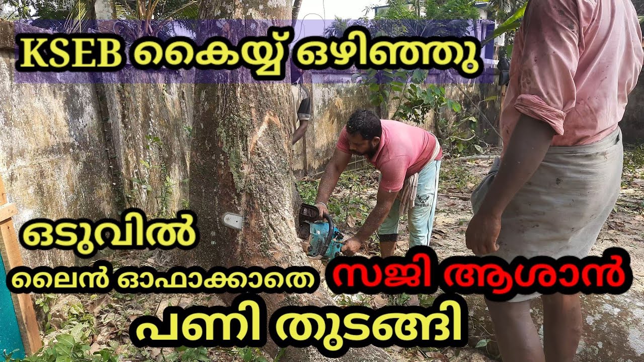 സജി ആശാൻ ആഞ്ഞിലി അരി ഞ്ഞിടുന്ന അത്ഭുതകാഴ്ച/kerala anjili tree cutting