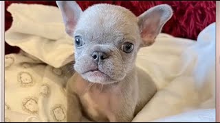Strange puppy story. Tiny Frenchie absorbed a pair of twins. She has 5 legs and a strange body by Wagging Tails Rescue 6,195 views 1 month ago 10 minutes, 45 seconds