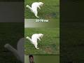 Why Do Cats Win To Snakes #cat @Korafacts  @FactsMine