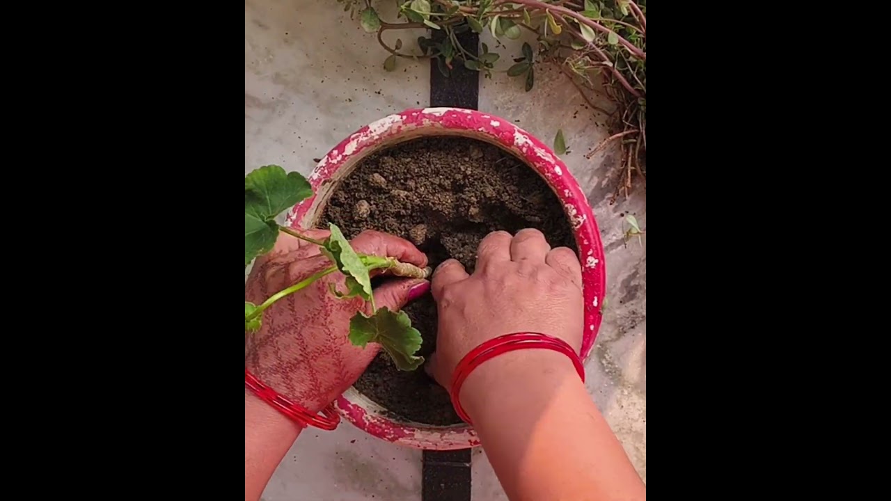 gardening a beautiful flower in pot.
