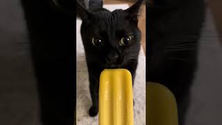 Gatito comiendo paleta #lero #gatito #fyp #parati #comedia