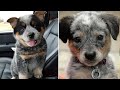 Funniest & Cutest Blue Heeler Puppies - Funny Cute Australian Cattle Dog Puppy Videos 2021 #1