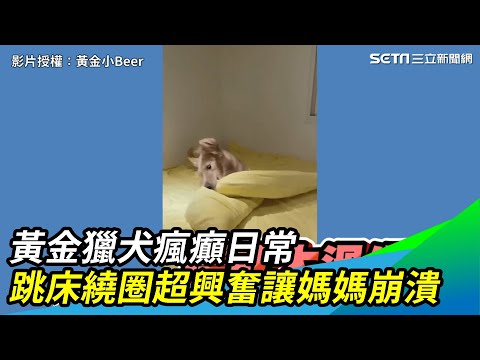 黃金獵犬瘋癲日常　跳床繞圈超興奮讓媽媽崩潰｜三立新聞網 SETN.com