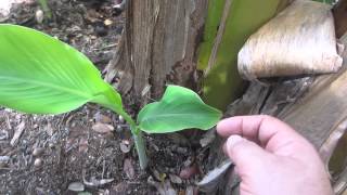 Sword suckers vs. water suckers on bananas by Randy's Tropical Plants 86,703 views 8 years ago 2 minutes, 36 seconds