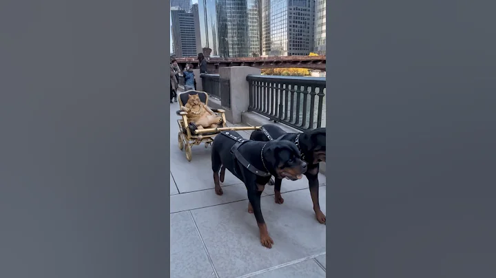 Video 11263911: royal cats