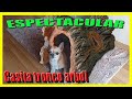 💪Ideas creativas-CASETA PARA MASCOTA-piedra artificial-How i built this tree trunk dog hause.