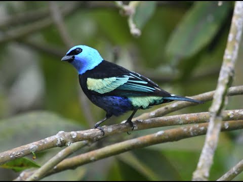 Birds of Colombia