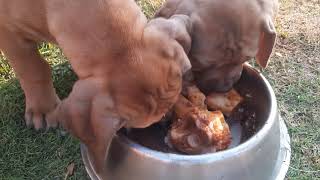 Real Boerboels - Puppy Chronicles: Navigating Teething with Shank Leftovers