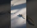 Cutsie baby squirrels hunting for food. 🫶🐿🫶🐿