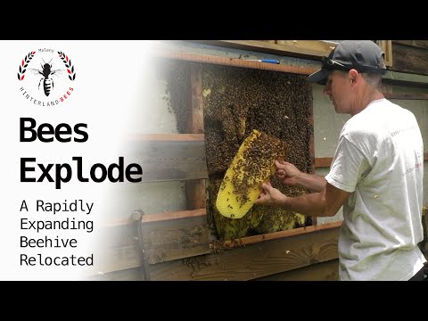 BEES EXPLODE - Removing a Rapidly Expanding Beehive